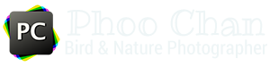 Phoo Chan Logo